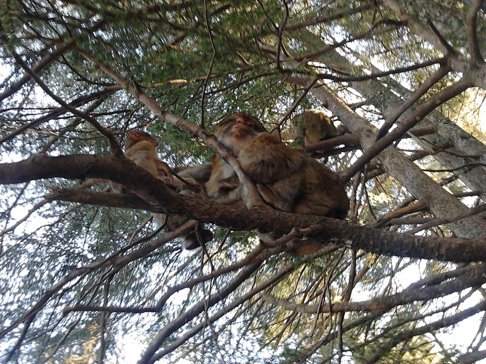 Foret gourou